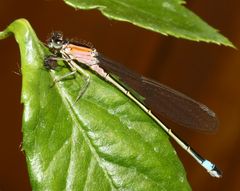 Libelle mit Opfer (2)