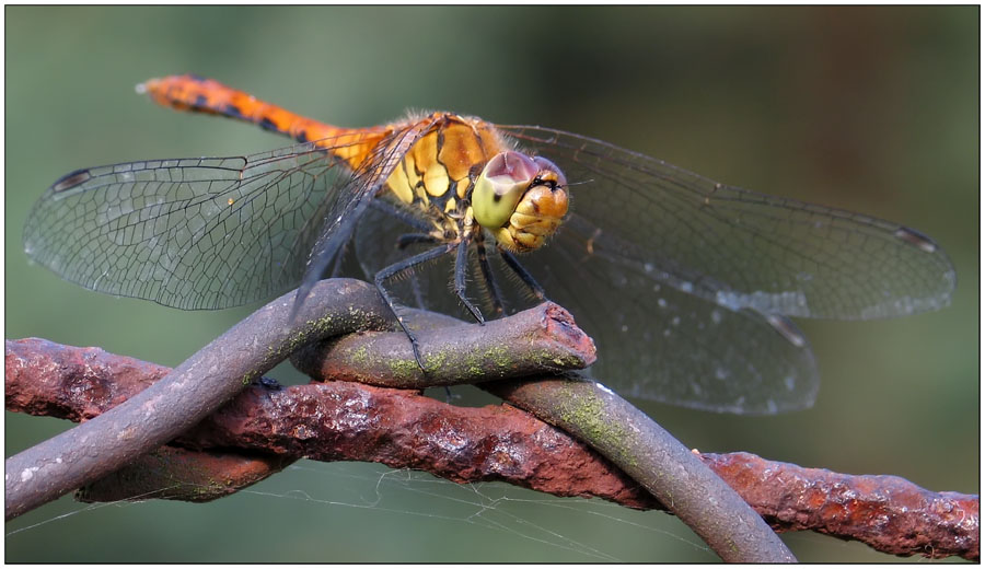 Libelle mit ramponierten Auge