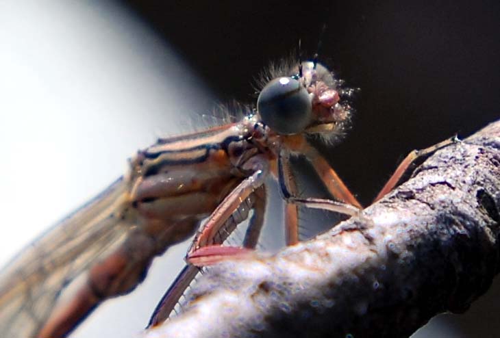 Libelle mit Rauschebart :)