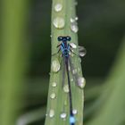 Libelle mit Regentropfen