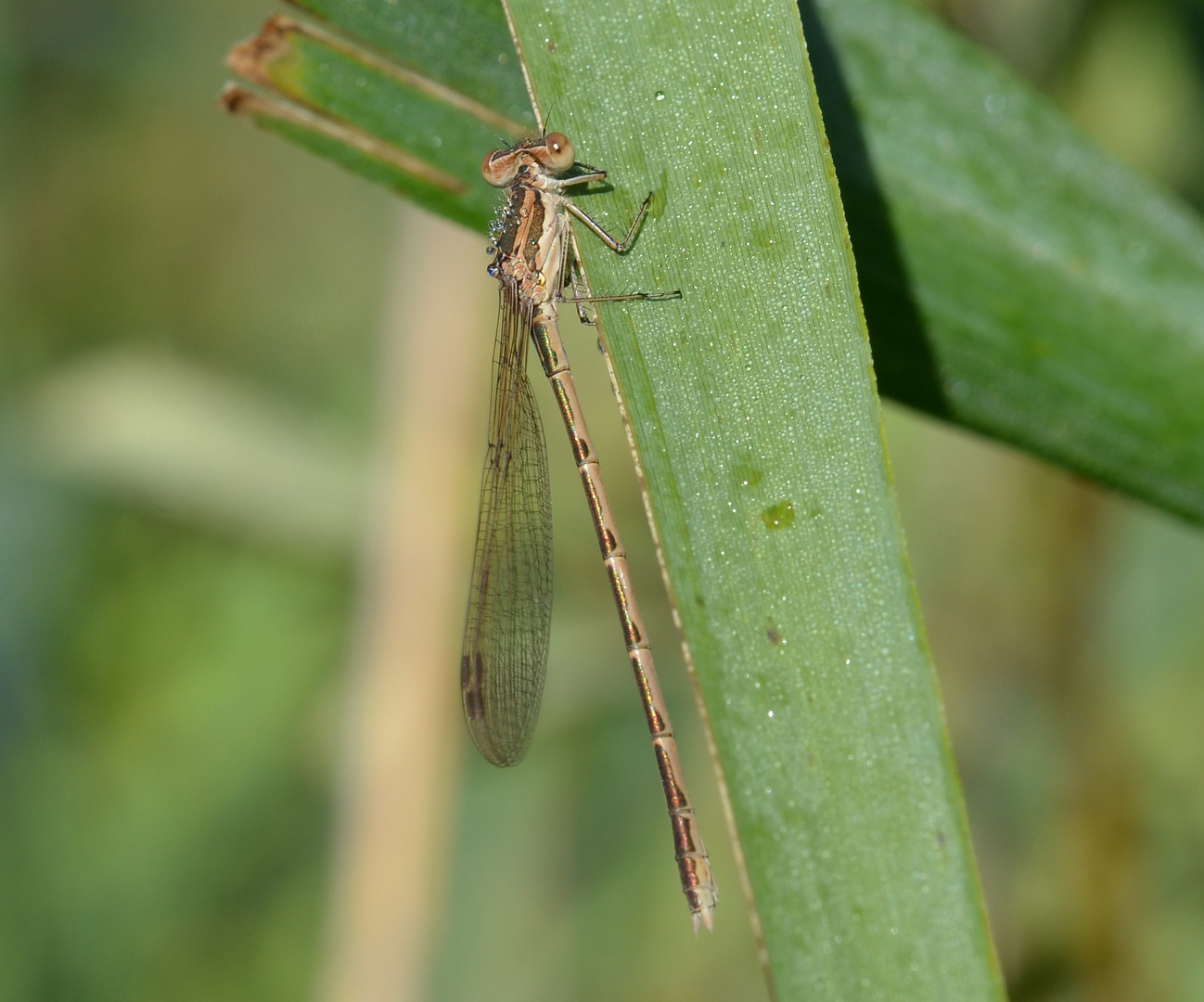 Libelle mit Rest vom Morgentau