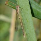 Libelle mit Rest vom Morgentau