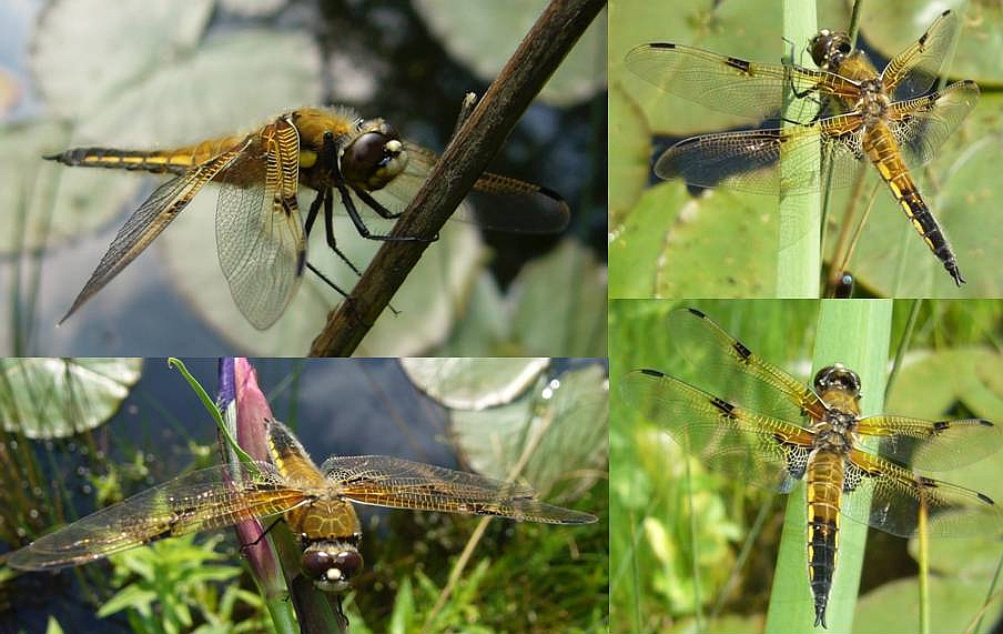 Libelle mit riesigen "Kulleraugen"