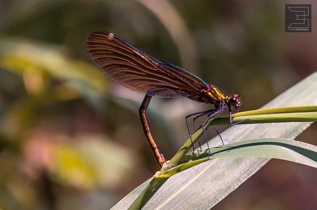 Libelle mit Rückenschmerzen