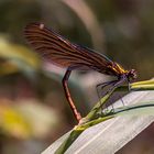 Libelle mit Rückenschmerzen