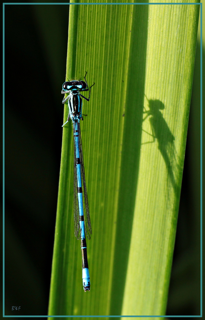 Libelle mit Schatten