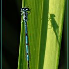 Libelle mit Schatten