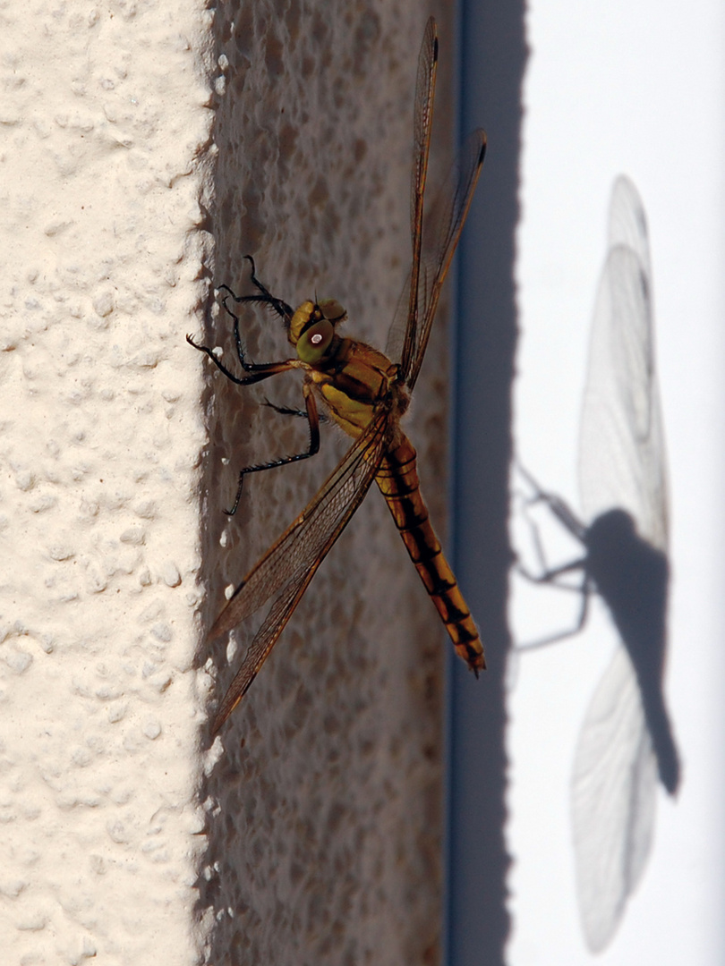 Libelle mit Schatten