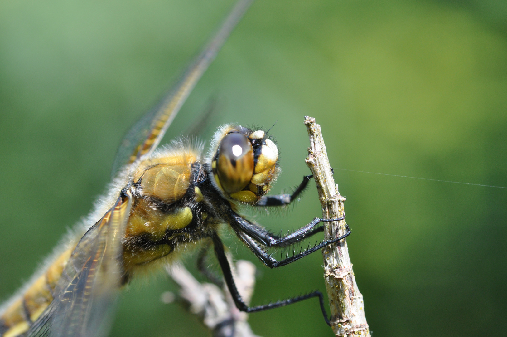 Libelle mit schöner Haarpracht