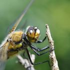 Libelle mit schöner Haarpracht