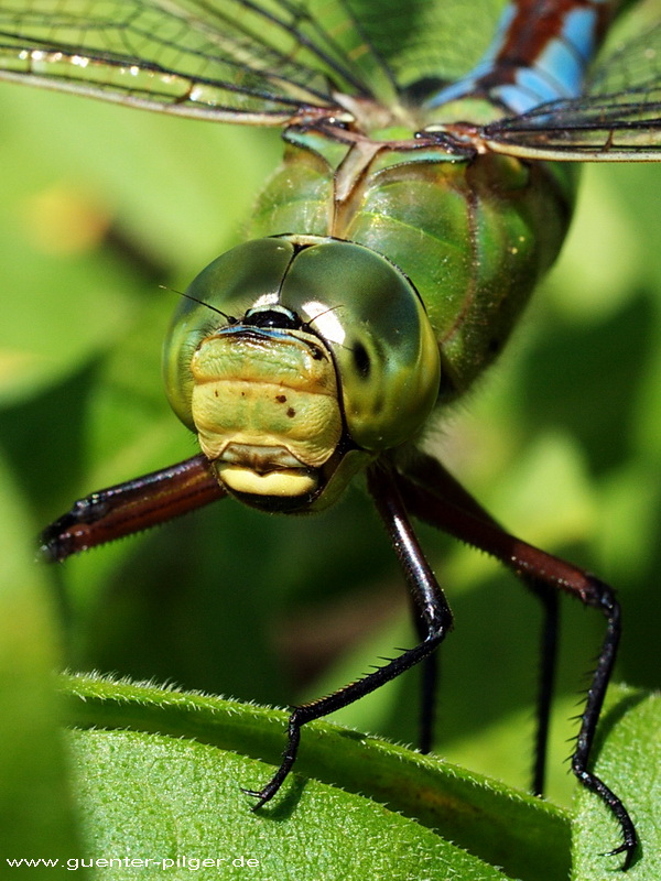 Libelle mit Sommersprossen