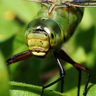 Libelle mit Sommersprossen