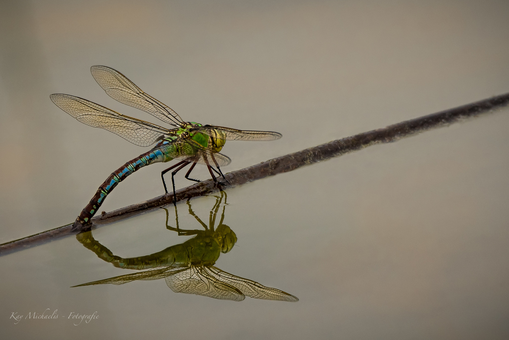 Libelle mit Spiegelung