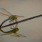 Libelle mit Spiegelung