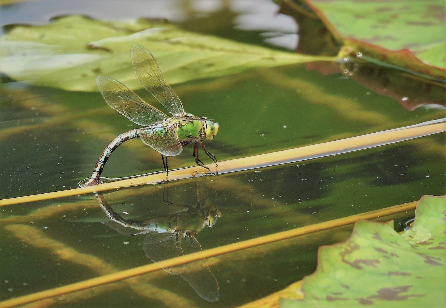 Libelle mit Spiegelung