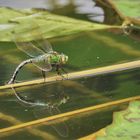 Libelle mit Spiegelung