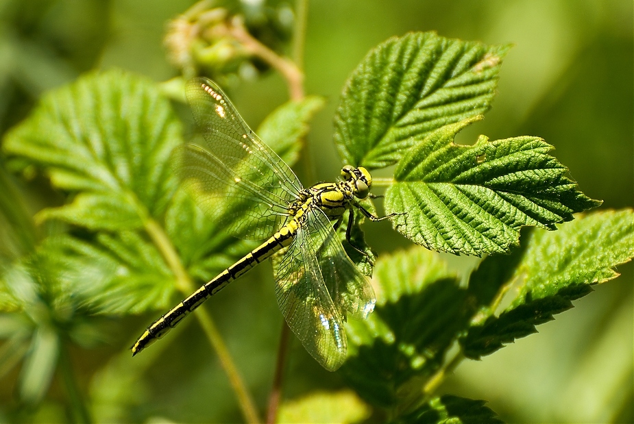 libelle mit tarnanzug