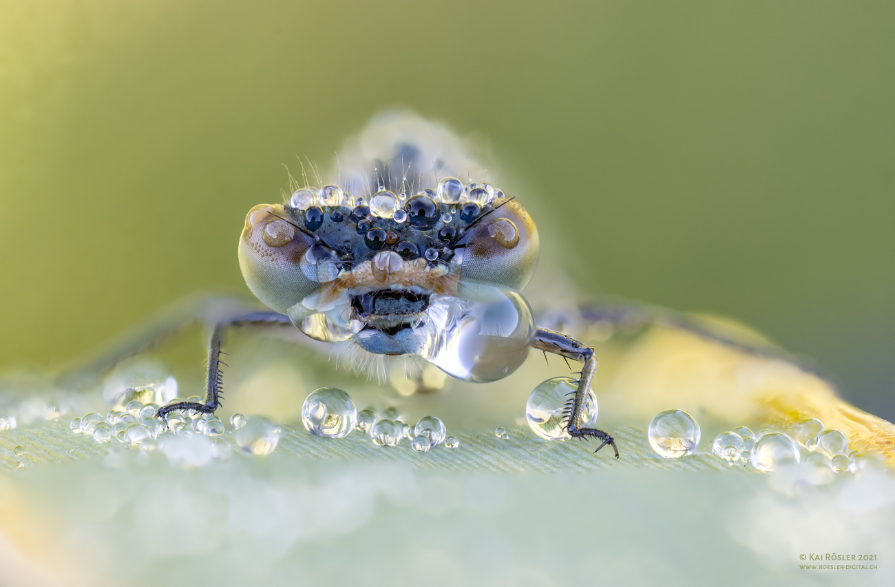 Libelle mit Tauperlen