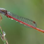 Libelle mit Tautröpfchen