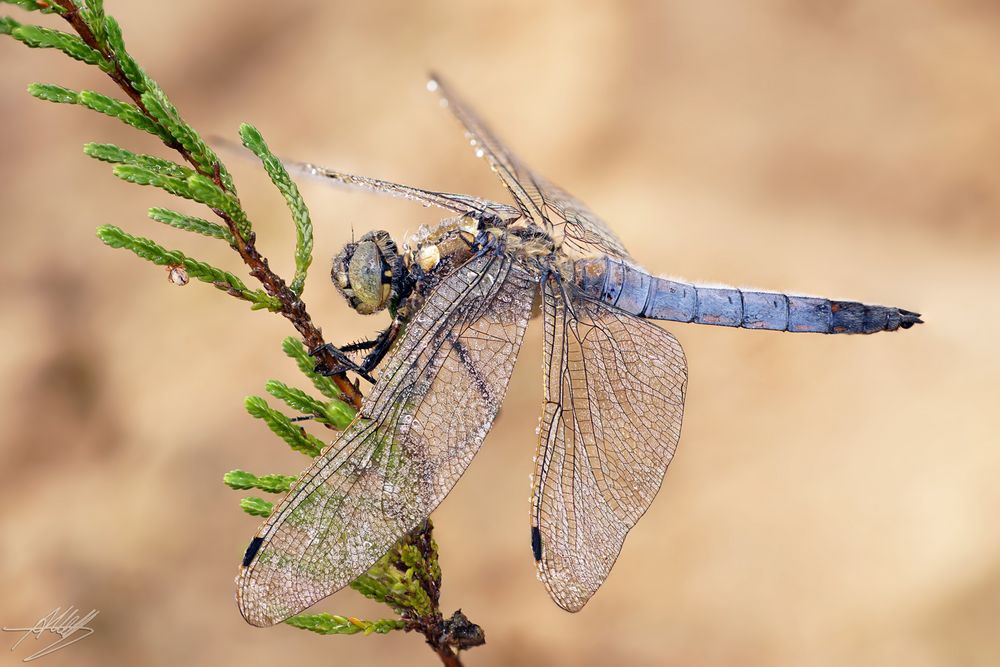 Libelle mit Tautropfen