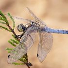 Libelle mit Tautropfen