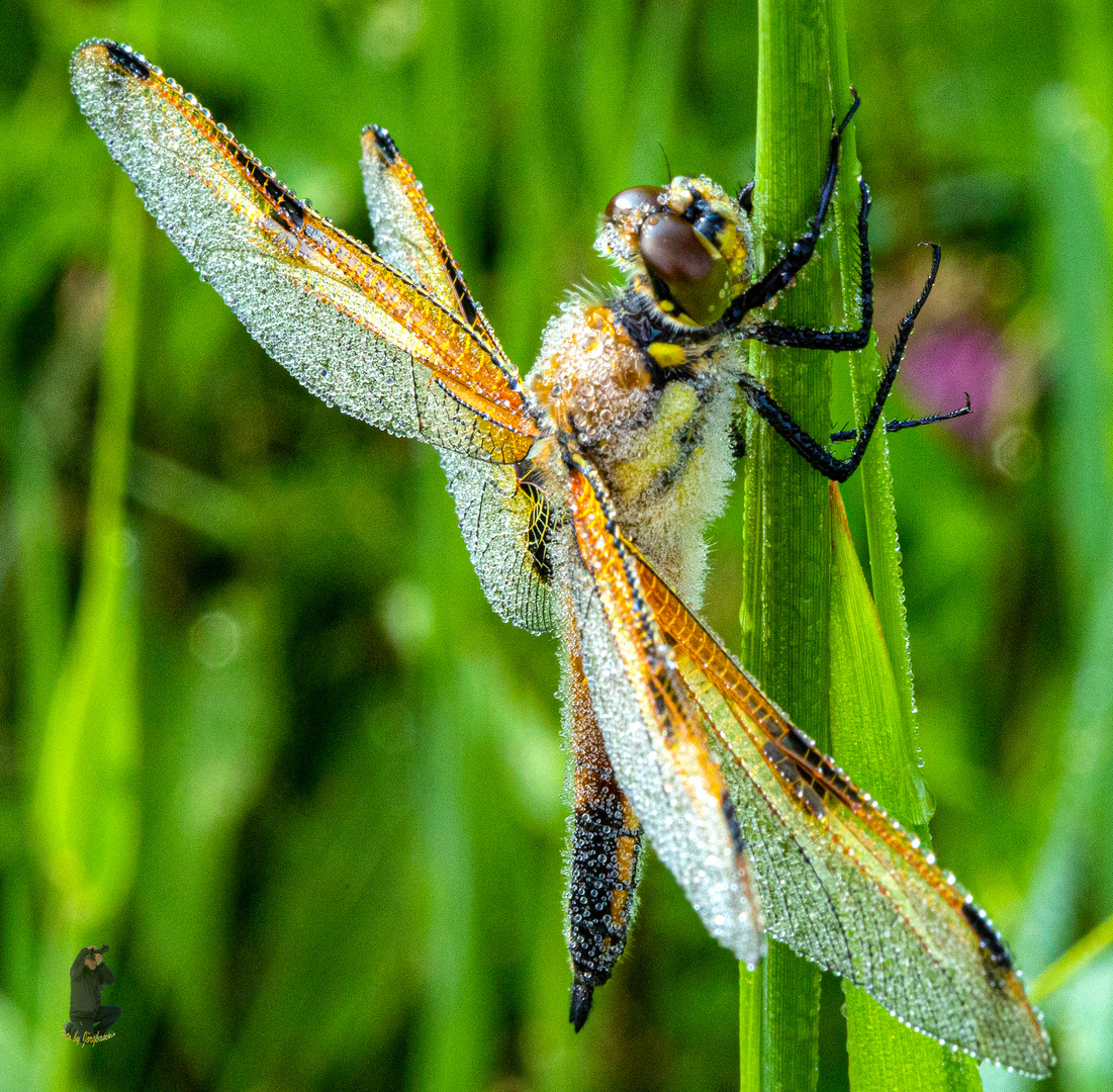 Libelle mit Tautropfen