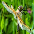 Libelle mit Tautropfen