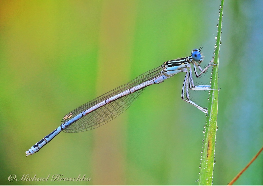 Libelle mit Tautropfen