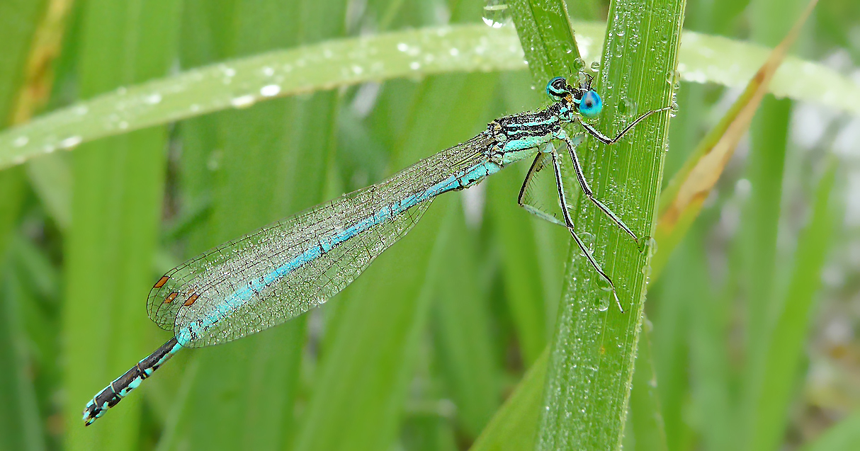 Libelle mit Tautropfen