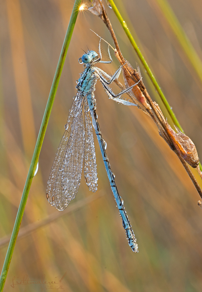 Libelle mit Tropfenkleid