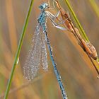 Libelle mit Tropfenkleid