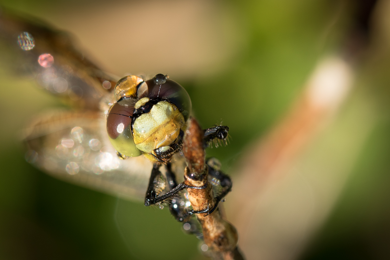 Libelle mit Wassertropfen