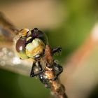 Libelle mit Wassertropfen