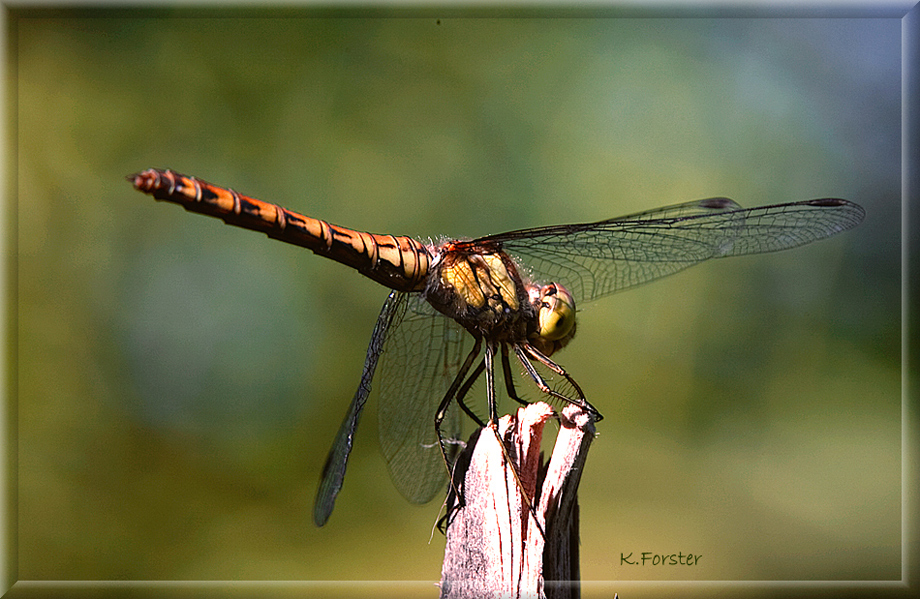 Libelle Mittag