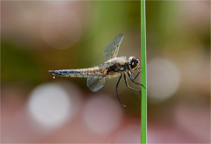 Libelle, mittig