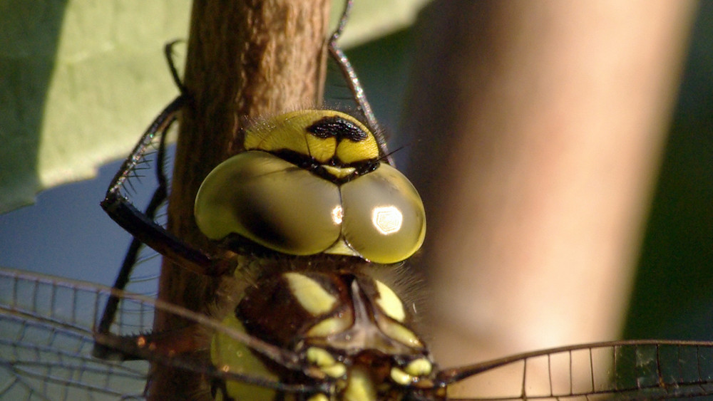 Libelle -Mosaikjungfer