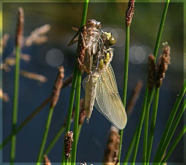 Libelle nach...