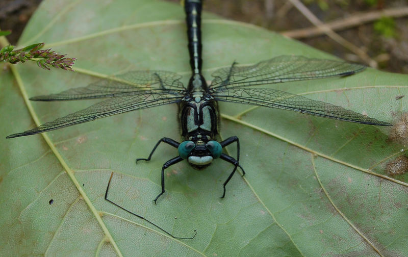 Libelle nach dem Fressen.