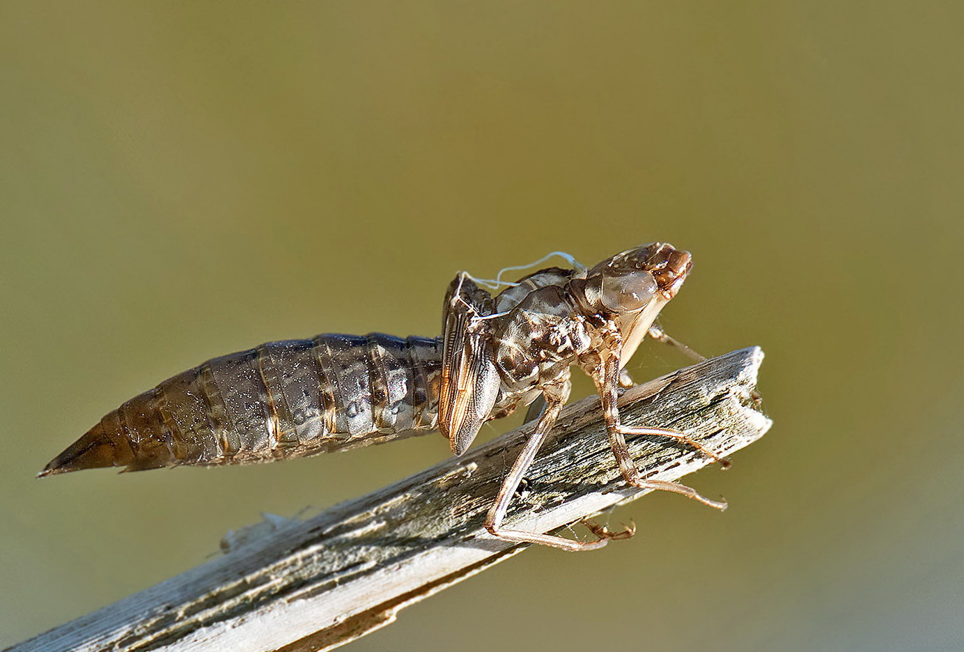 Libelle nach dem Larvenstadium 001a