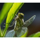 Libelle nach dem Larvenstadium