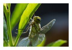 Libelle nach dem Larvenstadium