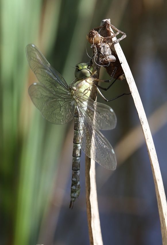 Libelle nach dem Schlüpfen