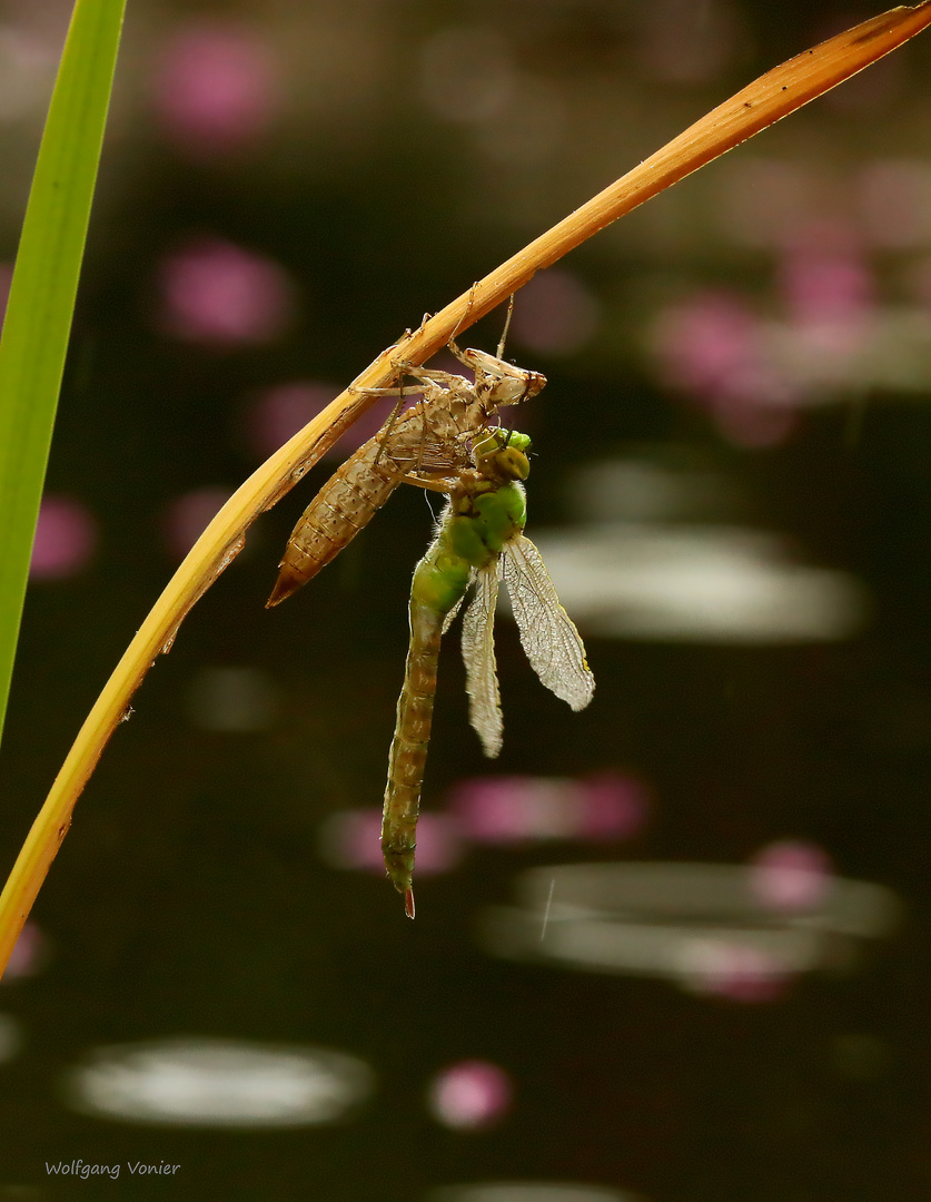 Libelle nach dem Schlüpfen