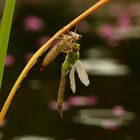 Libelle nach dem Schlüpfen