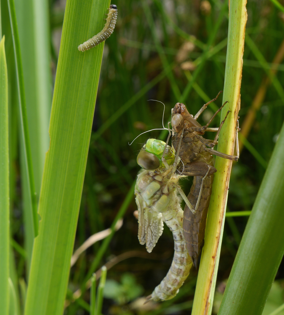 Libelle nach dem Schlüpfen