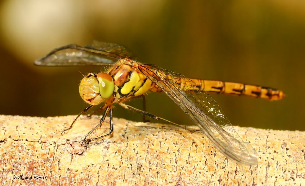 Libelle nach dem Schlüpfen