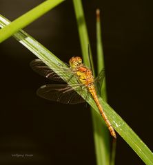 Libelle nach dem Schlüpfen