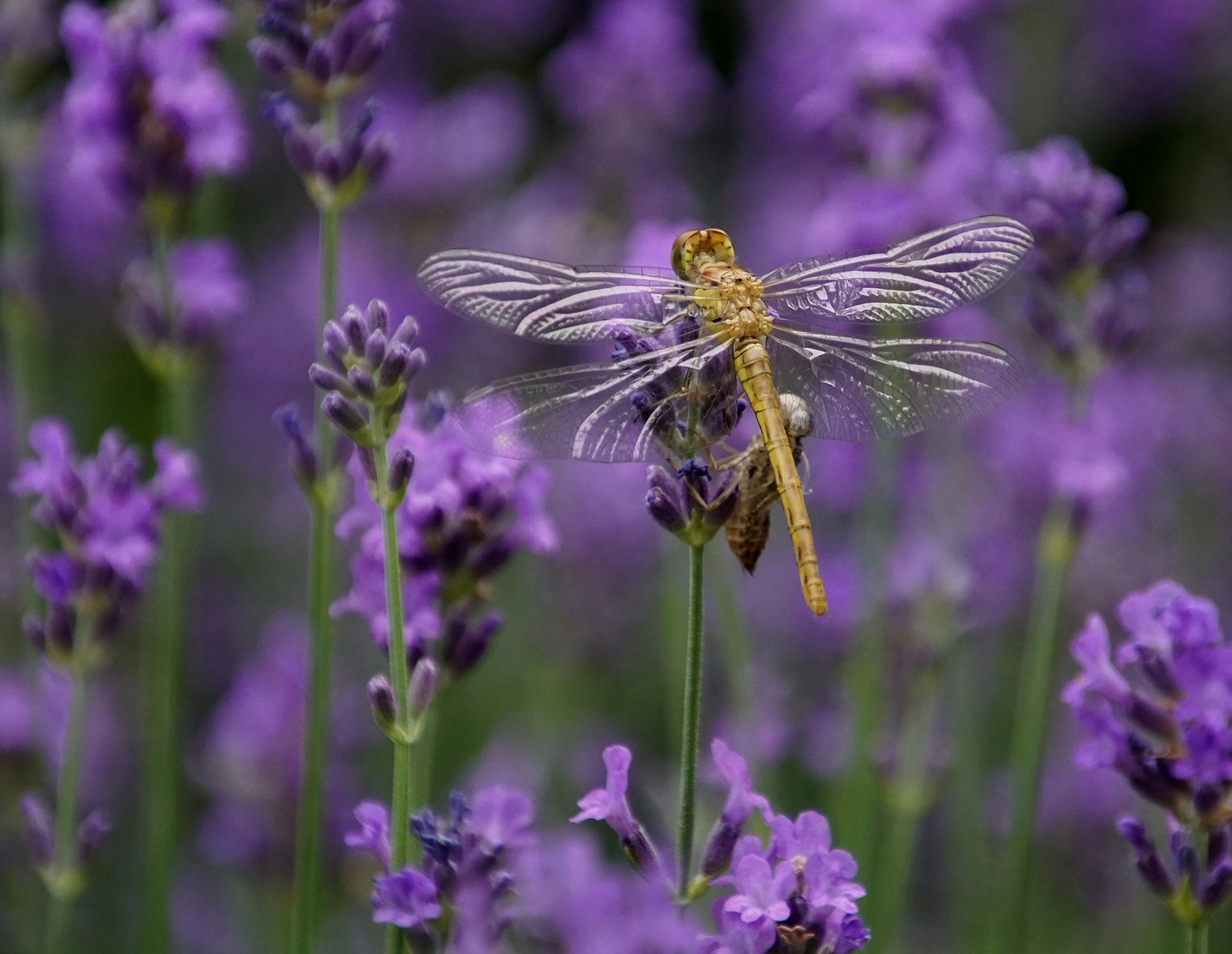  Libelle nach dem  Schlüpfen im Lavendel