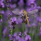  Libelle nach dem  Schlüpfen im Lavendel