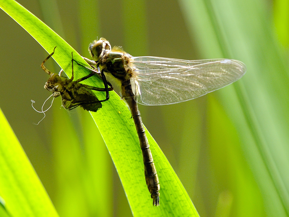 Libelle nach dem Schlupf